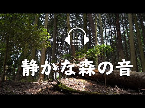 静かな森の音でリラックス / 自然音 おと風景【ASMR 環境音】