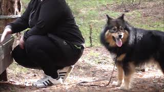 Finsk Lapphund by Carina Jonsson 1,264 views 4 years ago 8 minutes, 40 seconds