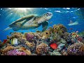 11HRS Stunning 4K Underwater footage + Music: RAINBOW REEF 2 - Rare & Colorful Sea Life Ambient Film