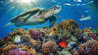 11HRS Stunning 4K Underwater footage + Music: RAINBOW REEF 2  Rare & Colorful Sea Life Ambient Film