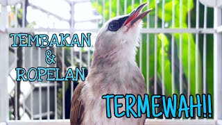 WOWW ROPELAN burung TRUCUK TERMEWAH sepanjang masa | masteran dan pancingan