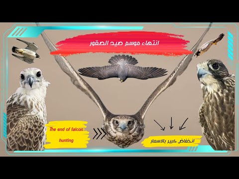 انتهاء موسم صيد الصقور وانخفاض كبير باسعار الصقور