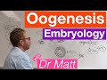 Oogenesis | Embryology