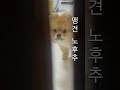 우리 집 (간식)지킴이#엄마빼고#다지켜