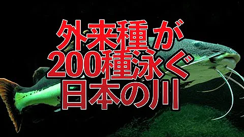 タマゾン川 Mp3