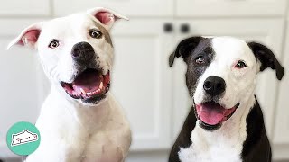 Nobody Believes These Pitties Were Separated. They Bonded Instantly Cuddle Pitties