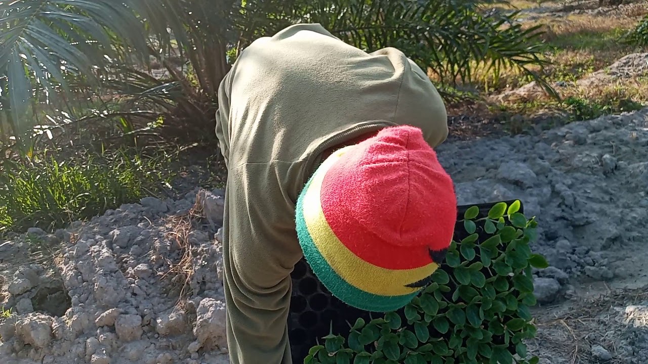 Cara Menanam Labu Kuning (Waluh) 