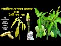 Made of tree seedlings।চারা গাছে ফল ধরাতে নিজ বাসায় আমে গাছের চারা তৈরি করে নিন