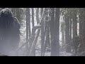 Video  Footage Of Bigfoot Near Shelter In The Woods