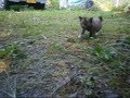 なぜか私を追いかけてくる野良のチビ子猫ちゃん＾＾Stray kitten chasing Me【いなか猫１４７０】japanese funny cat