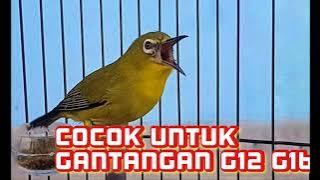 MASTERAN PLECI TANDA BAHAYA BIKIN MUSUH KOCAR KACIR G16 G12 KOLOSAL G48