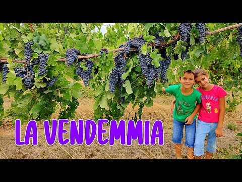 Video: Informazioni sulla vendemmia - Il momento migliore per la raccolta dell'uva