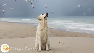 Music that dogs like🦮sleep-inducing music for dogs🐾Music to relieve separation anxiety in dog alone by Sleepy Dogs 771 views 12 hours ago 10 hours