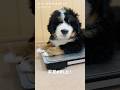 【生後47日目】454gから4660gへ!生まれた時の10倍になったバーニーズ🐾