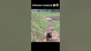 unknown creature | mysterious creature caught on camera 😨 #shorts #youtubeshorts #ytshorts #mystery