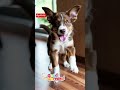 Puppy Morning! #goodmorning #newday #aigenerated #viralvideo #trending #fun #puppy