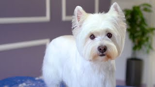 West Highland White Terrier Grooming With Hand Stripping