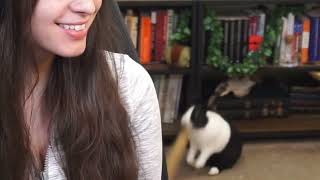 Bunny Vs Toilet Roll