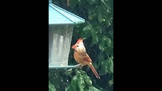Female Cardinal gets mad