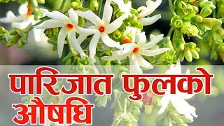 Important of Parijat Flower