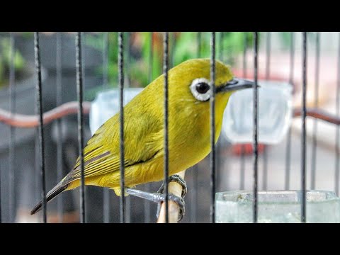 Suara Panggilan Burung PLECI BETINA BIRAHI Cepat Memancing Bunyi PLECI JANTAN Jadi Gacor & Ngalas