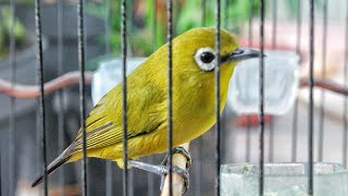 Suara Panggilan Burung PLECI BETINA Buat Pancingan PLECI NGOTOT Jadi Gacor \u0026 Ngalas