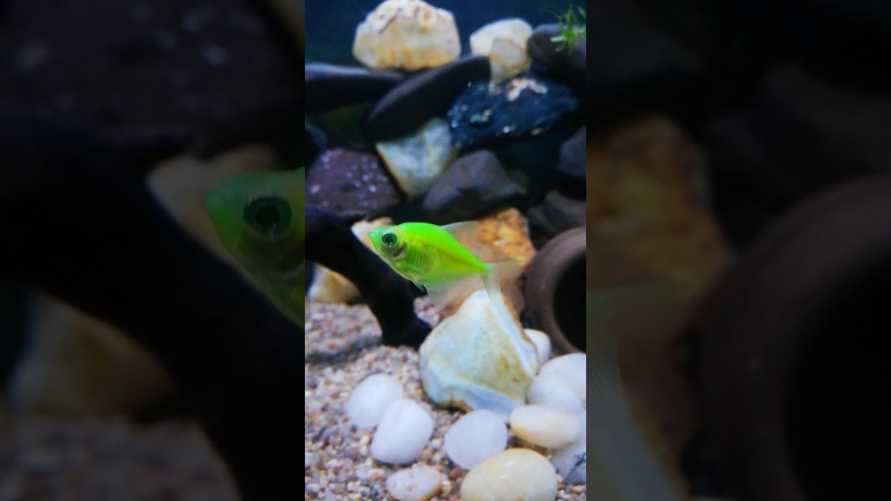 dheme dheme glo fish Tetra fish whatsapp status video