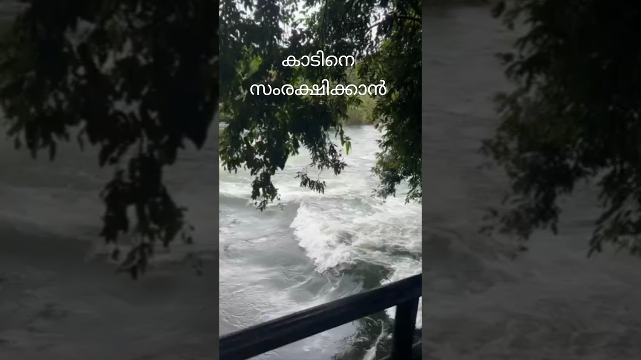 ജാനകി കാട്ടിൽ വിത്ത് എറിയാൻ വന്ന കുട്ടികൾ..കാടിനെ സംരക്ഷിക്കാൻ.  #janaki Kadu ##kozhikode