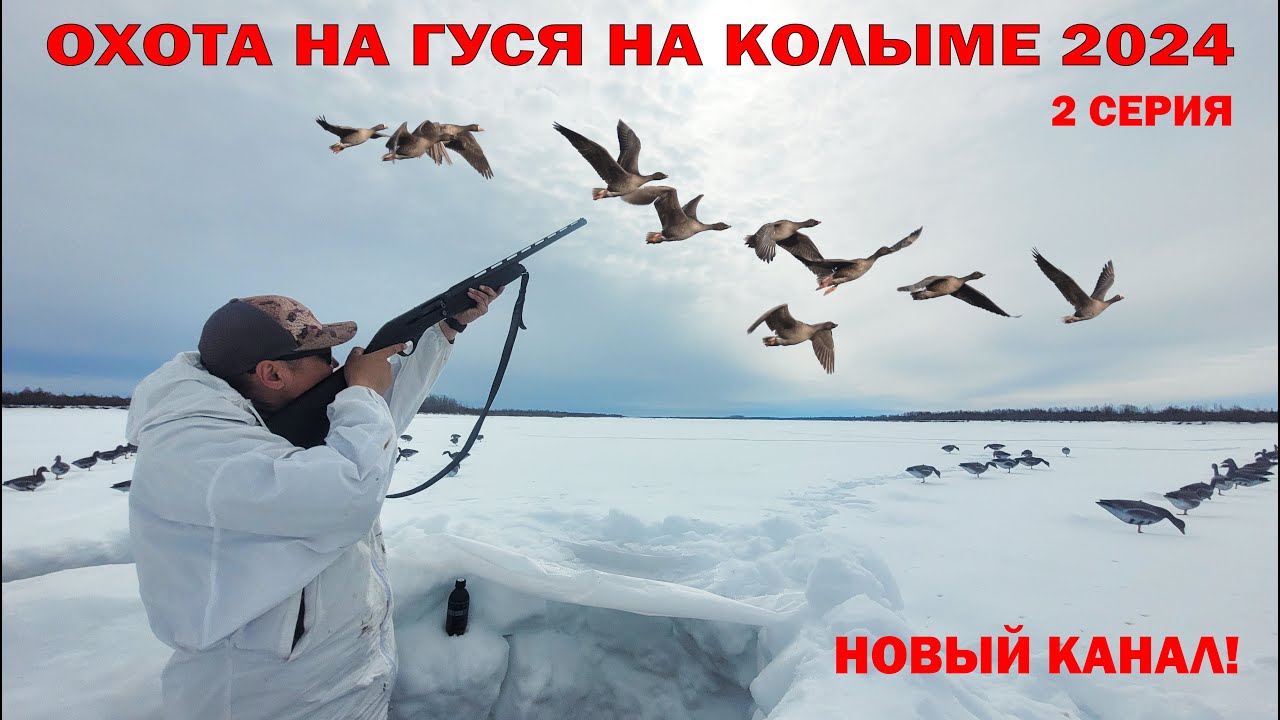 ОХОТА НА ГУСЯ НА КОЛЫМЕ 2024. 2 ЧАСТЬ. GOOSE HUNTING IN SIBERIA 2024. YAKUTIA