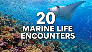 20 Most Incredible Places to See Marine Life Up Close - Travel Video