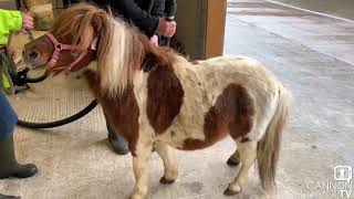 Jon Bon Pony Gets Ready For Santa