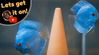 How to breed Discus  My breeding setup