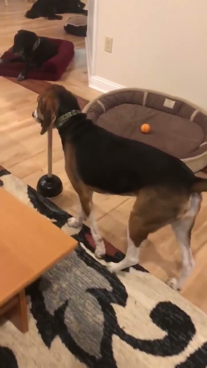 Blind Dog Uses Plunger As Walking Stick || ViralHog