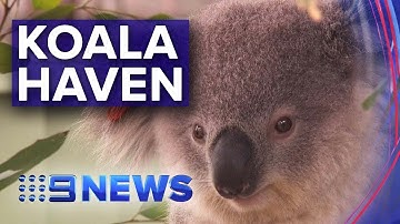 Bushfire affected koalas have safe space to recover | Nine News Australia