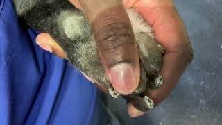 How to trim black nails on a dog by General Pet Grooming 218,200 views 4 years ago 6 minutes, 7 seconds