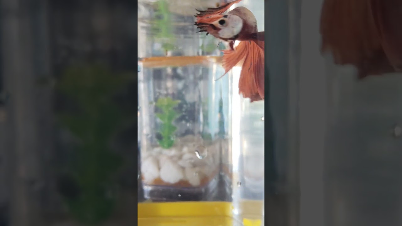 “🐠💖 Meet My Candy Betta! Vibrant & Adorable 💛🌿”