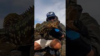 FVF® - Fuerteventura Fishing. TOP LIVERY #fuerteventura #fishing #shorts #video