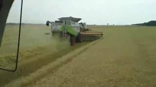 Harvest Austria 2015, cutting some organic wheat over the borderline in Hungary