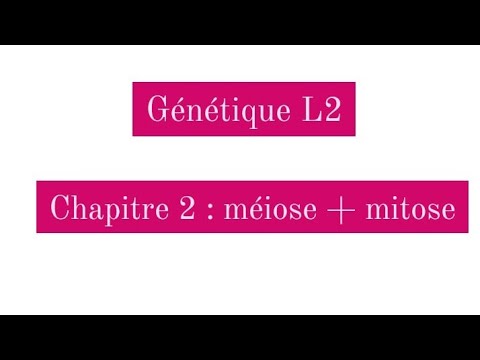 Génétique L2 : méiose et mitose
