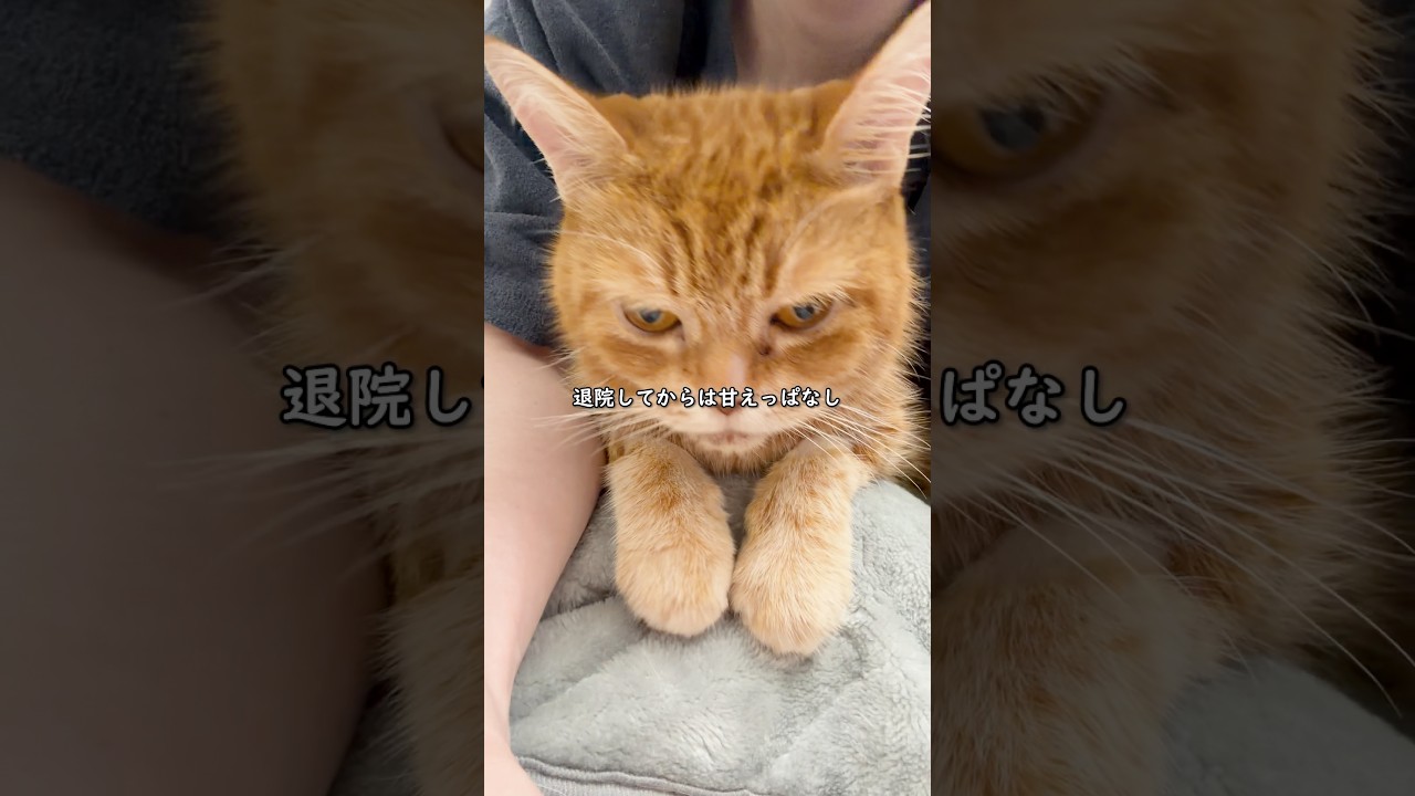 にゃんママさん専用♡ YouTube