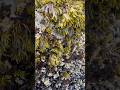 Low tide exposed underwater life in Tofino, BC Vancouver Island #canada #beach #life #travel #water