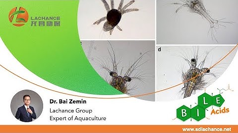 Bile Acids for Shrimp Disease || Prevention is Greater than Cure in Shrimp