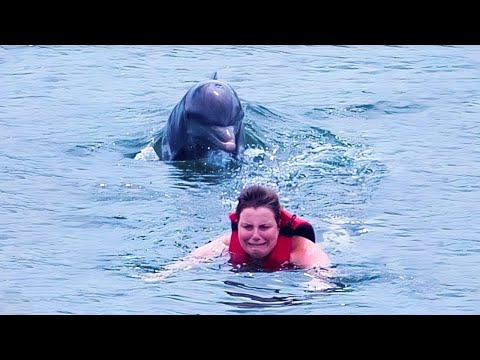 Vídeo: Os golfinhos gostam de interagir com humanos?