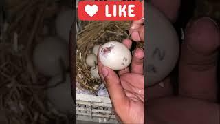 Opening EGG To save stuck baby duck #viral #trending