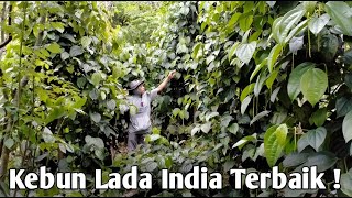Download lagu Luar Biasa Lada India di Kebun ini ! Buahnya Banyak dan Pohonnya Sangat Sehat❗