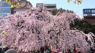 What’s here? Ueno Sakura Festival 2025 - Tokyo (ここには何がある？上野桜まつり2025 - 東京都)