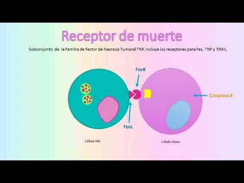 Vídeo: El Bloqueo De CD47 Potencia Eficazmente Los Efectos Terapéuticos De La Terapia Antiangiogénica En El Cáncer De Pulmón De Células No Pequeñas