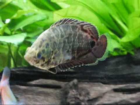 ctenopoma acutirostre leopard gourami