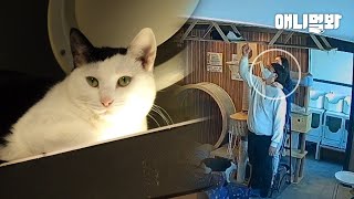 Best Thing That Happened To A Bullied Stray Cat