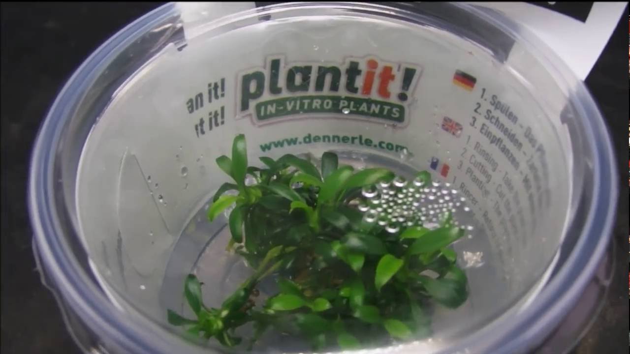 Anubias nana 'Pangolino' DENNERLE (アヌビアス ナナ 'パンゴリーノ